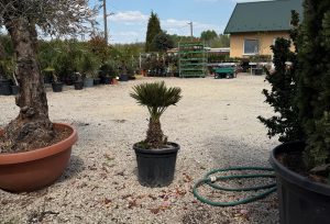Chamaerops humilis 'Vulcano' - Vulcano európai törpepálma