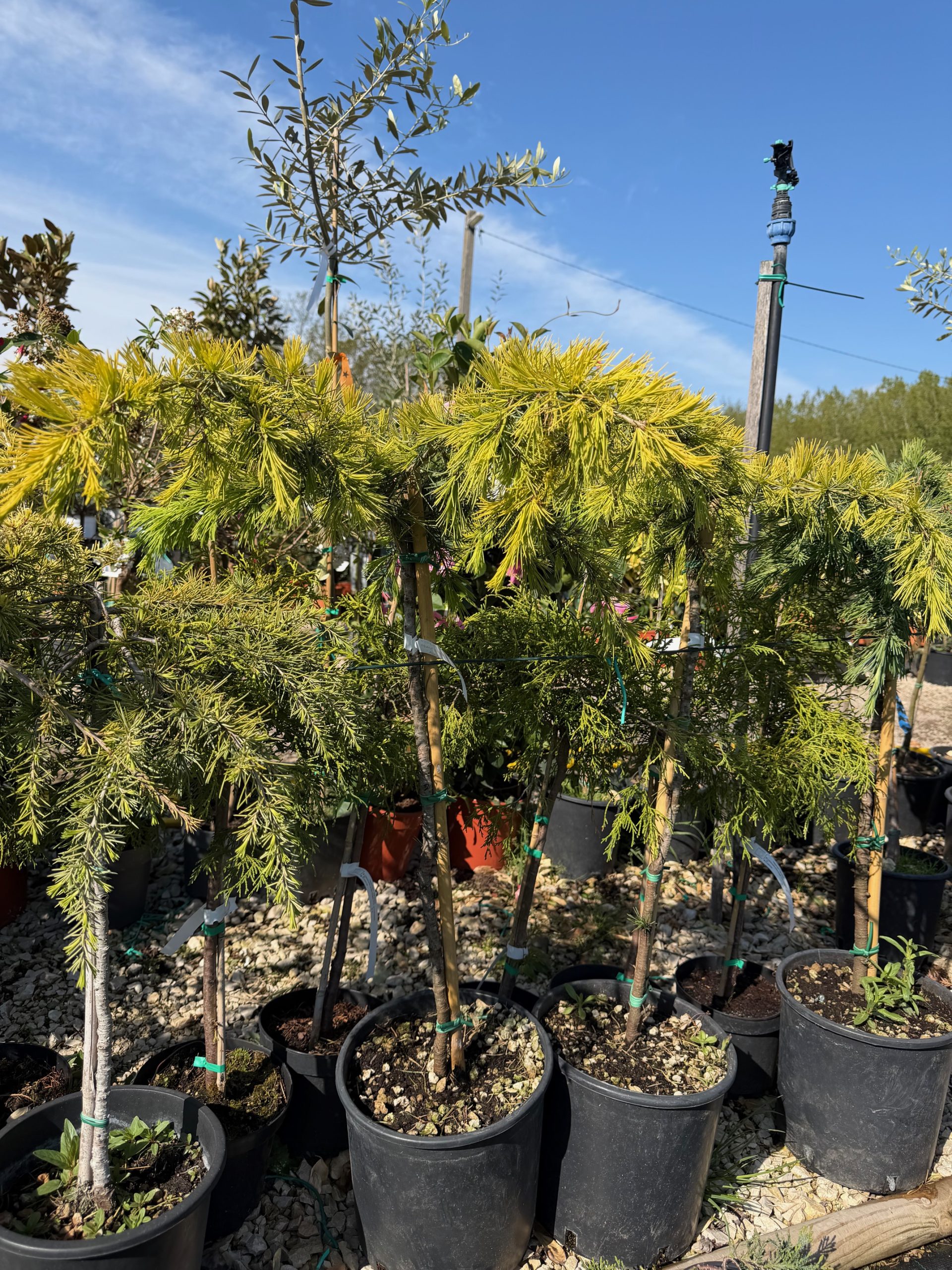 Cedrus deodara 'Golden Horizon' - Arany himalájai cédrus 60+ cm