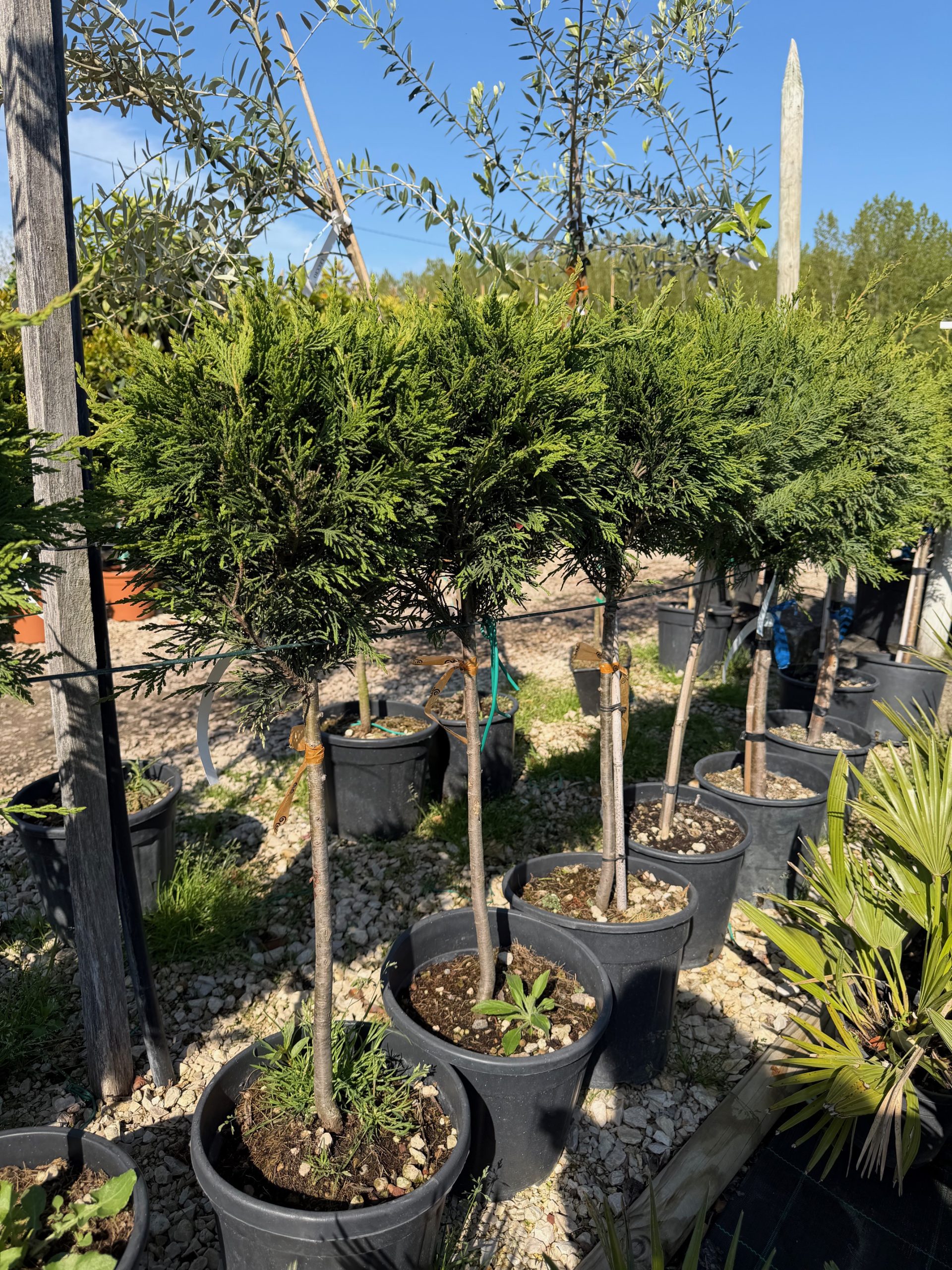 Cupressocyparis leylandii 50+ cm