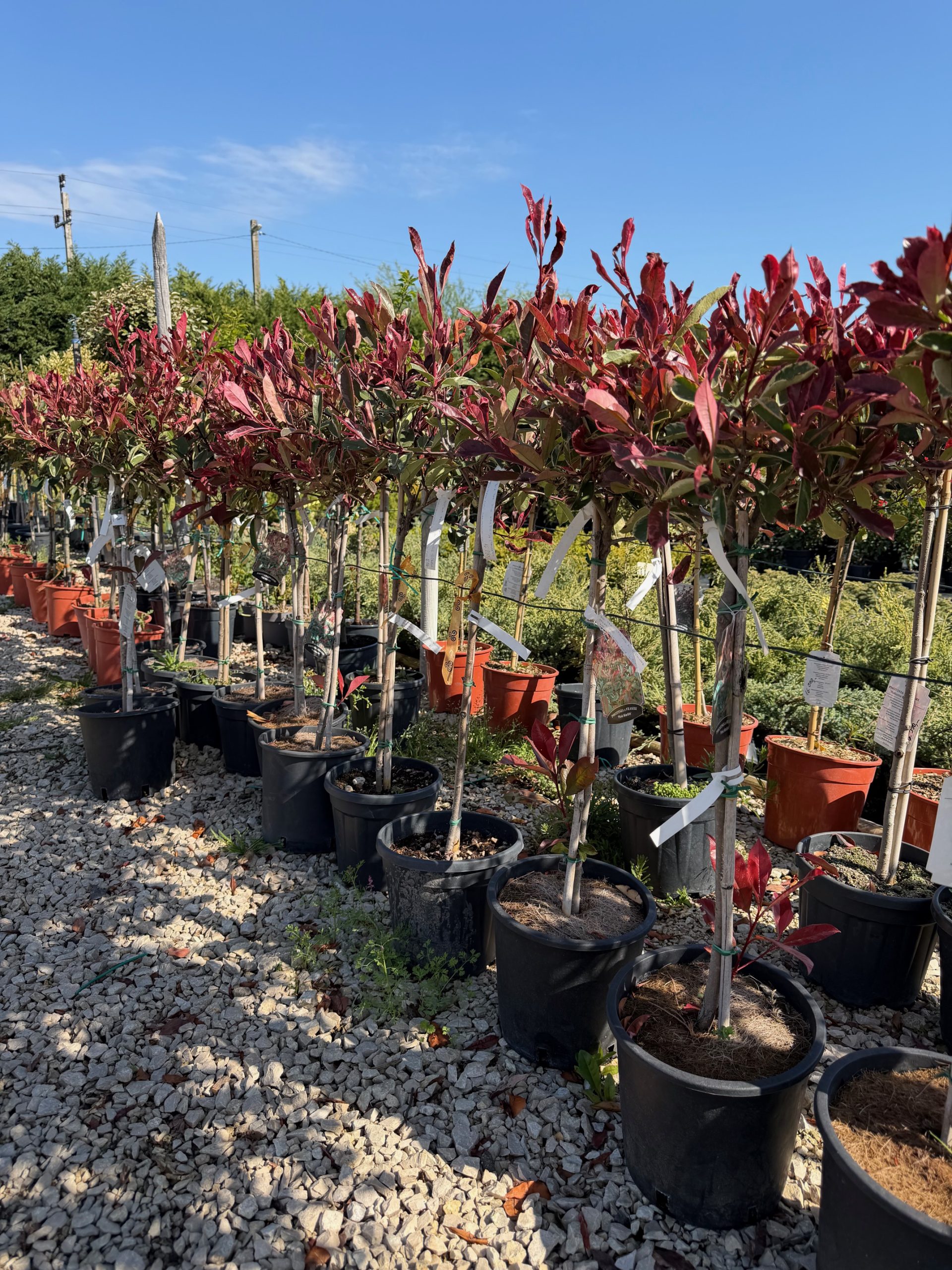 Photinia x fraseri 'Pink Marble'– Rózsaszín tarkalevelű korallberkenye 50 cm