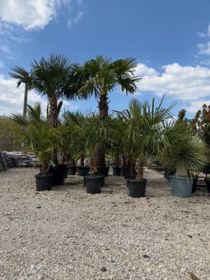 Chamaerops excelsa -  Kínai kenderpálma