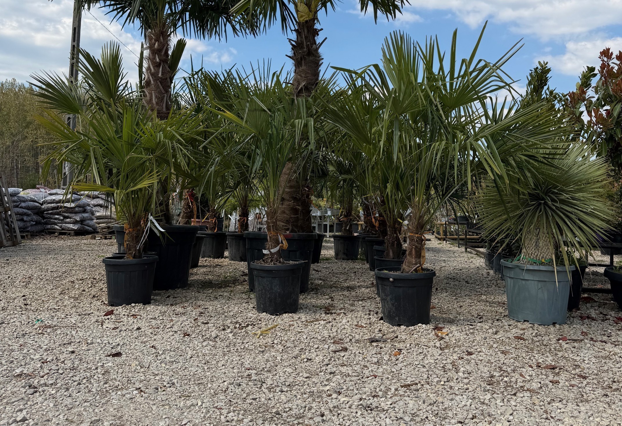 Chamaerops excelsa - Kínai kenderpálma