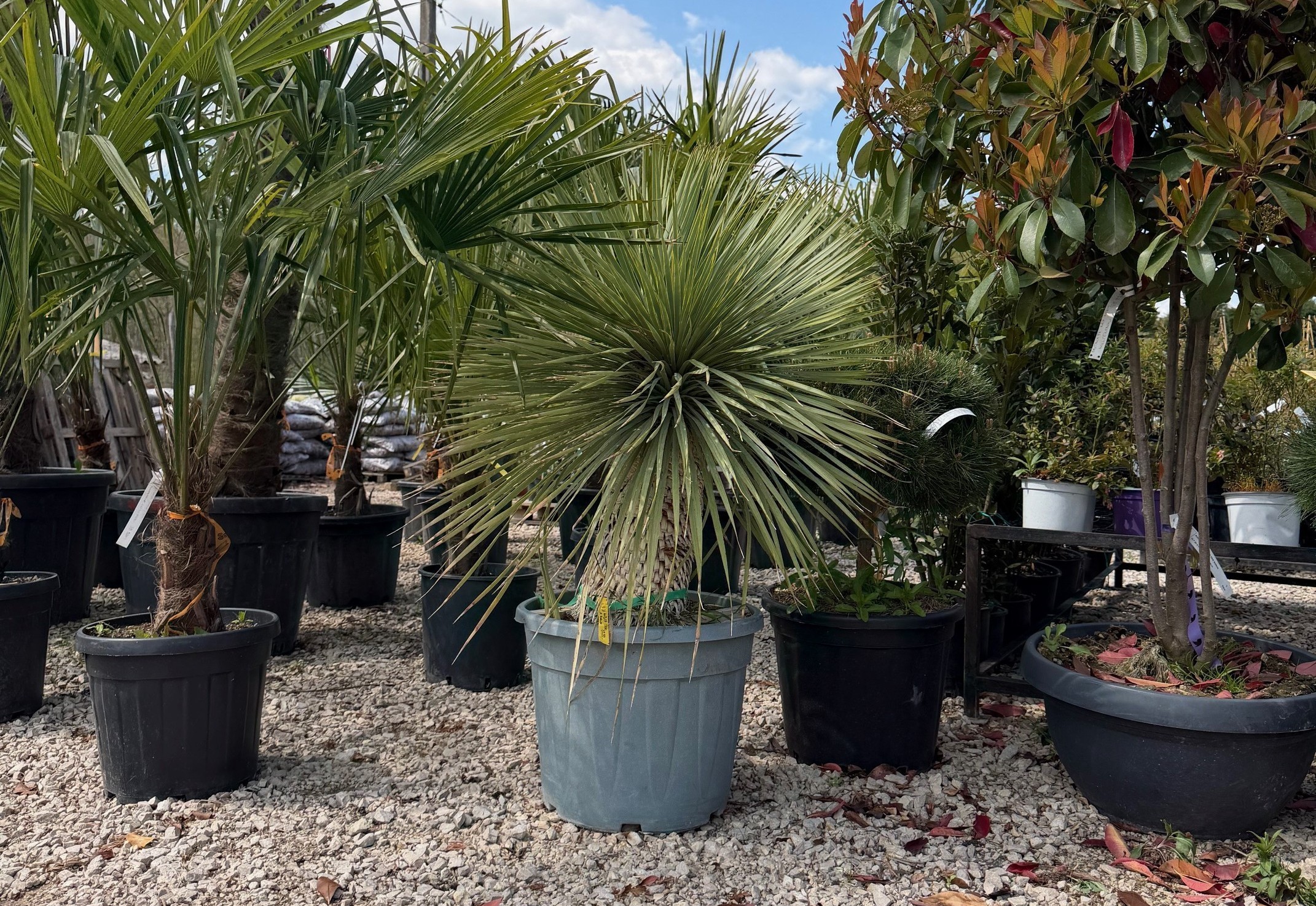 Yucca rostrata - Csőrös pálmaliliom