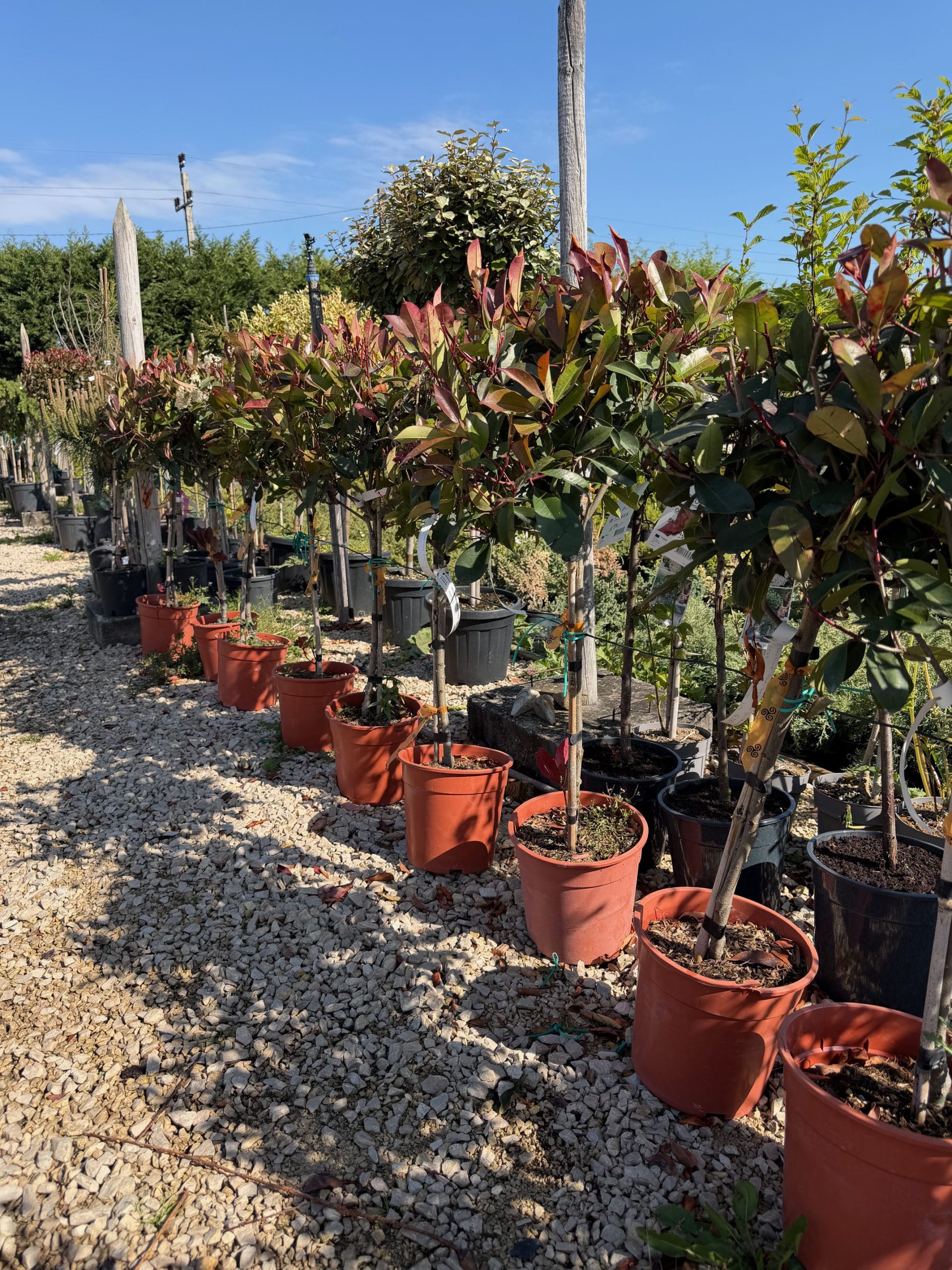 Photinia fraseri 'Red Robin' - Korallberkenye 40+ cm