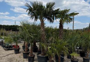 Chamaerops excelsa - Kínai kenderpálma