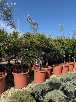 Cryptomeria japonica Little champion - Japánciprus 40+ cm