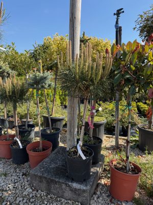 Pinus nigra 'Brepo' – Feketefenyő 40+ cm