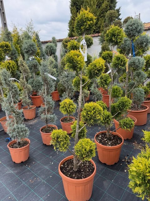 Cupressocyparis leylandii ‘Gold Rider’ Pom Pon - arany leylandi ciprus Pom Pon 130-140cm