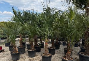 Chamaerops excelsa  -  Kínai  kenderpálma
