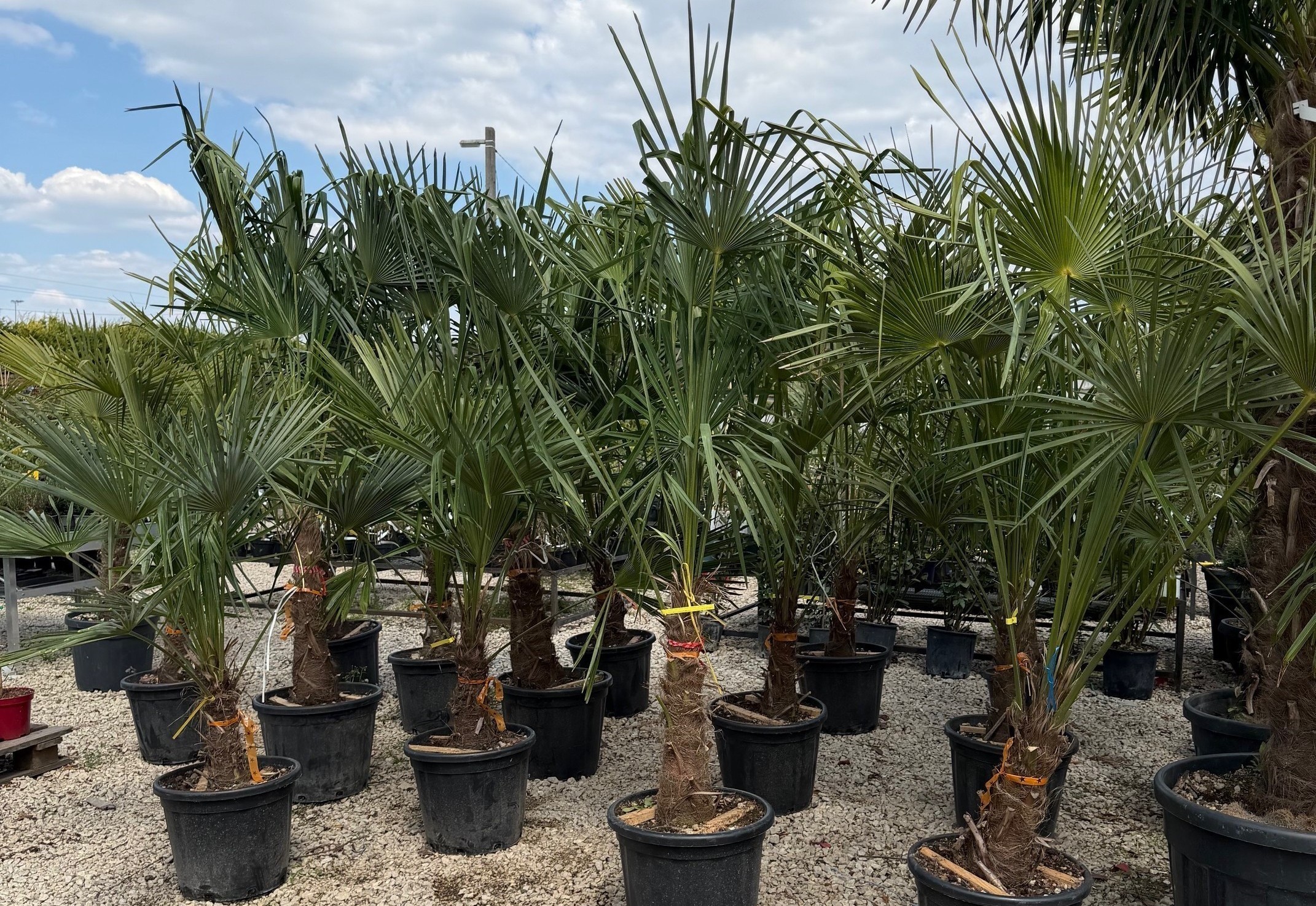 Chamaerops excelsa - Kínai kenderpálma