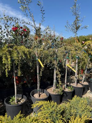 Cedrus atlantica 'Glauca Pendula' – Csüngő kék atlasz cédrus 50 cm