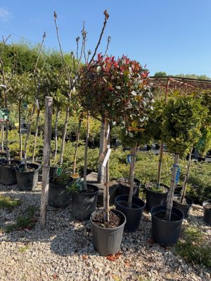 Photinia fraseri 'Little Red Robin' - Törpe vörös korallberkenye 60+ cm