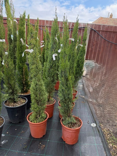 Cupressus sempervirens 'Totem' - karcsú európai ciprus 90 cm
