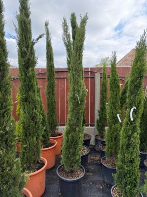 Cupressus sempervirens 'Totem' - karcsú európai ciprus 200+cm