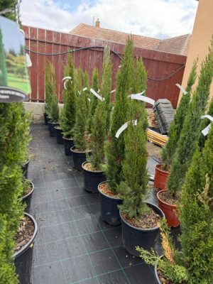 Cupressus sempervirens ‘Pyramidalis’ – Toszkán ciprus  90 cm