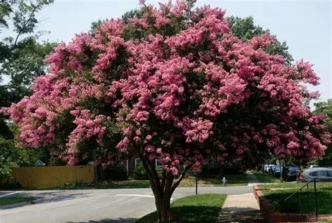 Lagerstroemia - Selyemmirtusz 100+ cm
