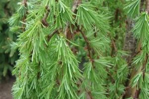 Larix decidua 'Pendula' – Vörösfenyő 130+ cm