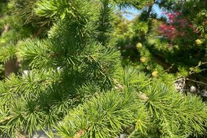 Larix kaempferi 'Susterseel' - Japán vörösfenyő 100+ cm