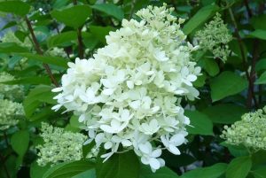 Hydrangea paniculata 'Limelight' – Fehér bugás hortenzia 80+cm