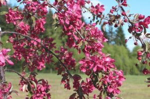 Malus 'Royal Beauty' Pendula - Díszalma 120+ cm