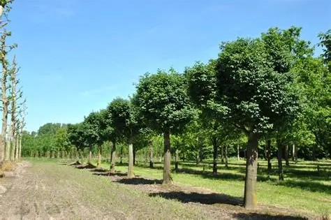 Fraxinus ornus 'Mecsek' - Gömb virágos kőris 180+ cm