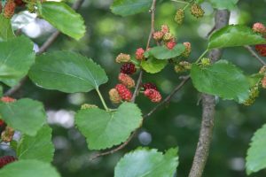 Morus alba – Fehér eperfa 100+cm