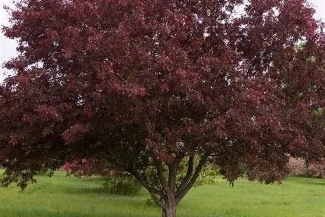 Malus ‘Royalty’ – Vöröslevelű díszalma 150+ cm