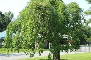 Morus alba 'Pendula' - Csüngő eperfa 150+ cm