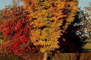 Parrotia persica - Perzsa varázsfa 200+cm /oszlopos/