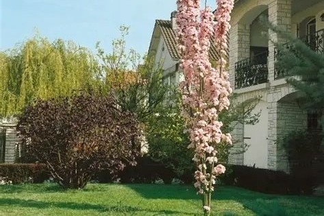 Prunus serrulata 'Amanogawa' - Oszlopos japán díszcseresznye 150+cm