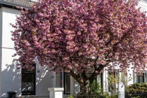 Prunus serrulata 'Kanzan' - Japán díszcseresznye 250+cm