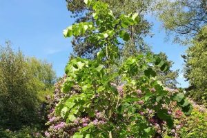 Tilia tomentosa ‘Szeleste’ – Ezüst hárs 180+ cm