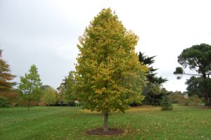 Corylus colurna – Törökmogyoró 200+cm