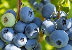 Vaccinium corymbosum 'Toro' – Magasbokrú fürtös áfonya