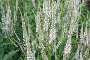 Veronicastrum virginicum 'Album' – Virginiai veronika D14