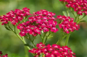 Achillea millefolium ‘New Vintage Red’ – Közönséges cickafark D14