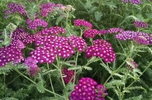 Achillea millefolium ‘New Vintage Violet’ – Közönséges cickafark D14