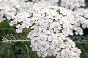 Achillea millefolium ‘New Vintage White’ – Közönséges cickafark D14