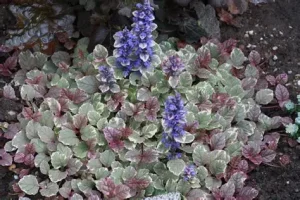 Ajuga reptans 'Burgundy Glow' - Indás ínfű csp 9x9