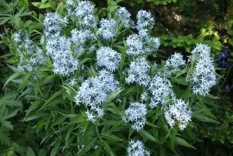 Amsonia illustris – Csillagmeténg D14