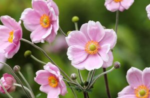 Anemone hupehensis 'Rose Shades' – Őszi szellőrózsa csp 9x9