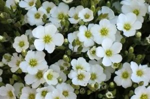Arenaria montana 'Ronda white' - Hegyi homokhúr csp 9x9