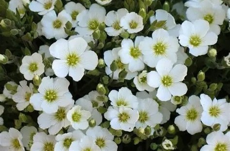 Arenaria montana 'Ronda white' - Hegyi homokhúr csp 9x9