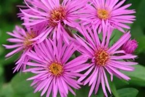 Aster novae-angliae 'Vibrant Dome' - Mirigyes őszirózsa D14