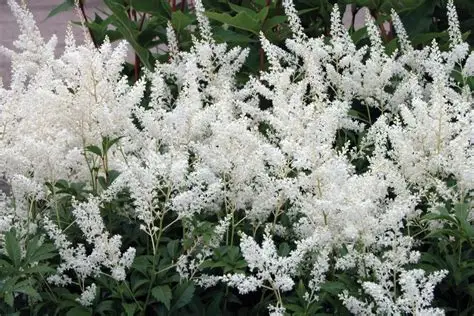 Astilbe japonica 'Deutschland' - Japán tollbuga K2