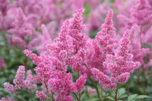Astilbe japonica 'Bremen' - Japán tollbuga K2