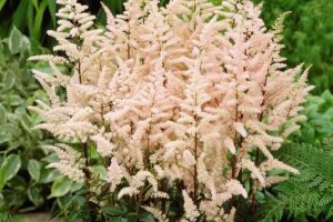 Astilbe x arendsii 'Bumalda' – Kerti tollbuga K2