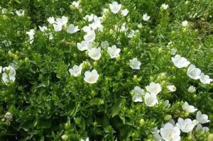 Campanula 'Mirabell Compact White ' - Harangvirág D14