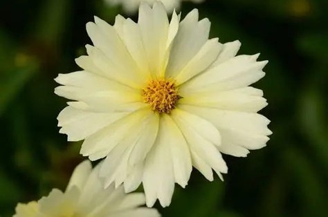 Coreopsis 'UpTick Cream' – Menyecskeszem D14