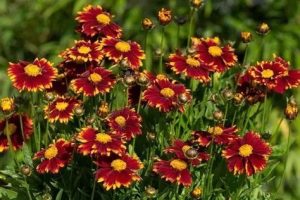 Coreopsis 'UpTick Red' - Menyecskeszem D14